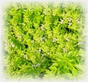 Bonsai-Basilikum (Ocimum basilicum var. minimum)