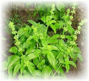 Ocimum basilicum Genovese