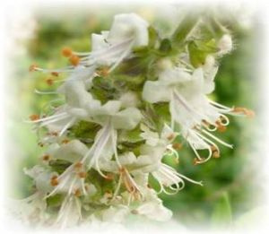 Zitronenbasilikum (Ocimum basilicum var. citriodorum)