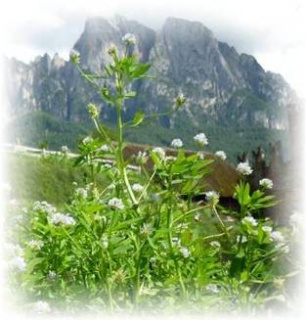 Brotklee (Zigeunerkraut) - Trigonella caerulea