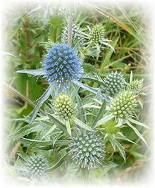 Eryngium planum