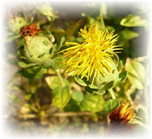 Färberdistel - Carthamus tinctorius