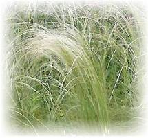 Federngras - Stipa pennata