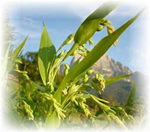 Hiobs-Tränengras - Coix lacryma-jobi