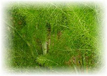 Foeniculum vulgare