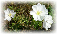 Nachtkerze,weiß - Oenothera speciosa