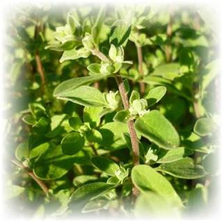 Majoran - Origanum majorana