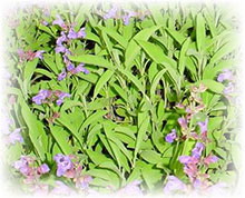 Salbei - Salvia officinalis