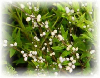 Steinsame(echter) - Lithospermum officinale