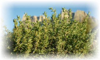 Thymus vulgaris