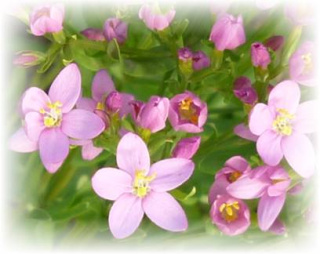 Tausendgüldenkraut - Centaurium erythraea