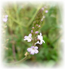 Eisenkraut - Verbena officinalis