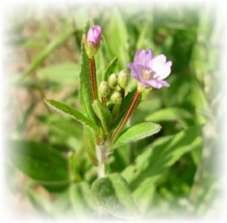 Bio-Samen Kleinblütiges Weidenröschen - Epilobium parviflorum