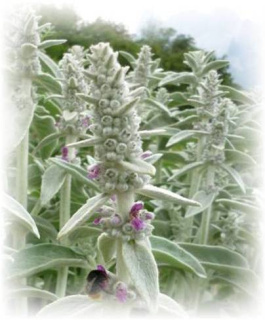 Woll Ziest - Stachys byzantina