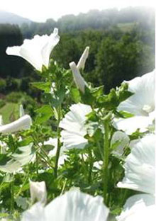 Lavatera trimestris (different colours)
