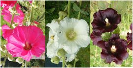 Malve - Stockrose Mix - Alcea