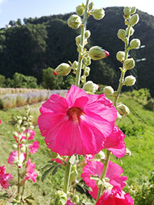 Alcea mix