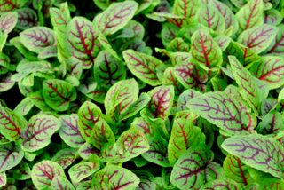 Rumex sanguineus