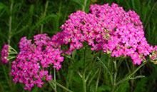 Achillea millefoglie rossa, rosa, bianca - Achillea millefolium sp.