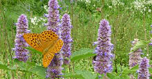 Agastache anisata