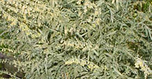 Wermut - Artemisia absinthium