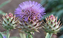 Artischocke - Cynara scolymus