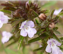 Santoreggia annuale - Satureja hortensis