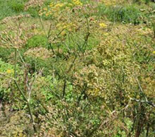 Finocchiello bronzato - Foeniculum vulgare var. Dulce Rubrum