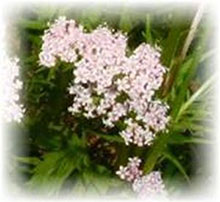 Valeriana officinalis