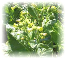 Tabacco rustico - Nicotiana rustica