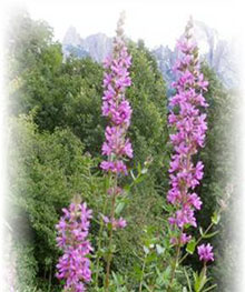 Salicaria - Lythrum salicaria