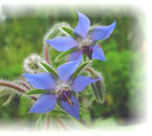 Borretsch - Borago officinalis