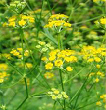 Orecchio della lepre - Bupleurum falcatum