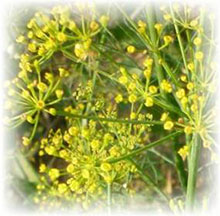 Aneto - Anethum graevolens