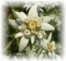 Edelweiß - Leontipodium alpinum