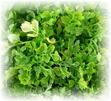 Castagna terrestre (del Sud) - Oenanthe pimpinelloides