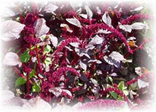 Amaranto tintorio - Amaranthus cruentus