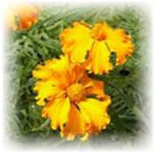 Färbertagetes - Tagetes tinctoria