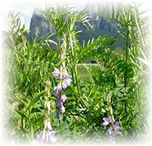 Galega officinalis