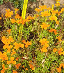 Gewürztagetes orange - Tagetes tenuifolia