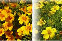 Tagetes tenuifolia (different colours)