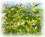 Helmkraut virginisches - Scutellaria laterifolia