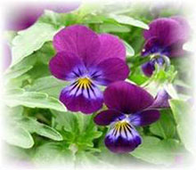 Viola cornuta