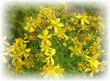 Iperico - Hypericum perforatum