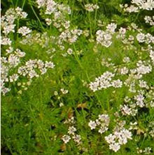 Coriandrum sativum