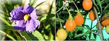 Känguruh-Apfel - Solanum laciniatum