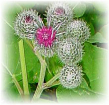 Arctium lappa