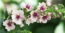 Verbascum (white/pink flowers)