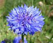 Kornblume blau -  Centaurea cyanus