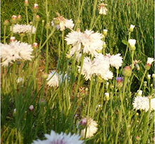 Centaurea cyanus (white flowers)